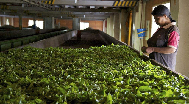 茶葉烘幹蒸汽發生器