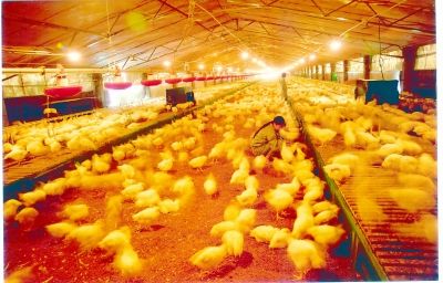 養雞場麵積大，保暖難度強，使用蒸汽發生器就能解決