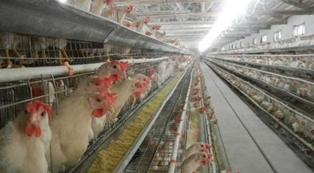 湖北省雞舍養殖蒸汽鍋爐投入使用，冬季傳染病全部走開！