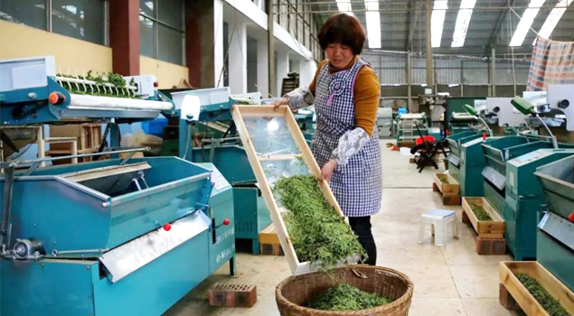 春茶貴如金，茶商如何在短時間內海量備貨？